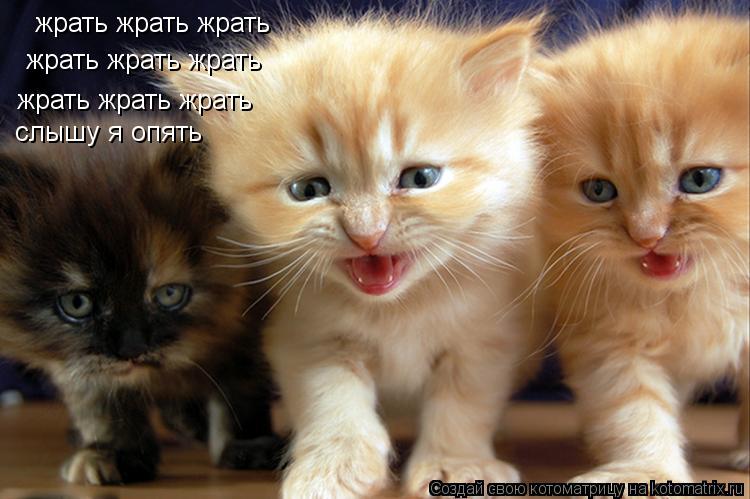 Котоматрица: жрать жрать жрать жрать жрать жрать жрать жрать жрать слышу я опять