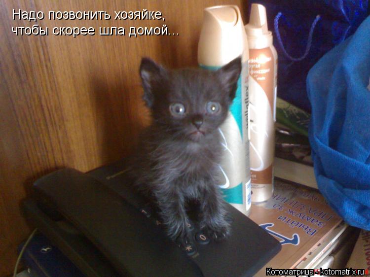 Надо позвонить хозяйке, чтобы скорее шла домой...... Котоматрица: Надо позвонить хозяйке, чтобы скорее шла домой...