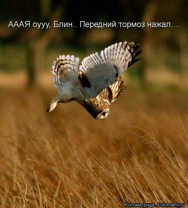 Котоматрица: АААЯ оууу, Блин.. Передний тормоз нажал....
