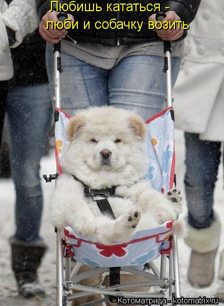 Котоматрица: Любишь кататься - люби и собачку возить