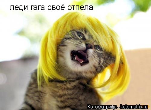 леди гага своё отпела... Котоматрица: леди гага своё отпела