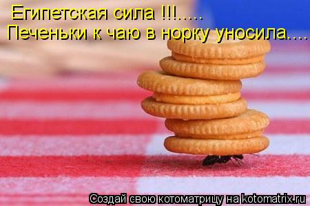 Египетская сила !!!..... Печеньки к чаю в норку уносила....... Котоматрица: Египетская сила !!!..... Печеньки к чаю в норку уносила....
