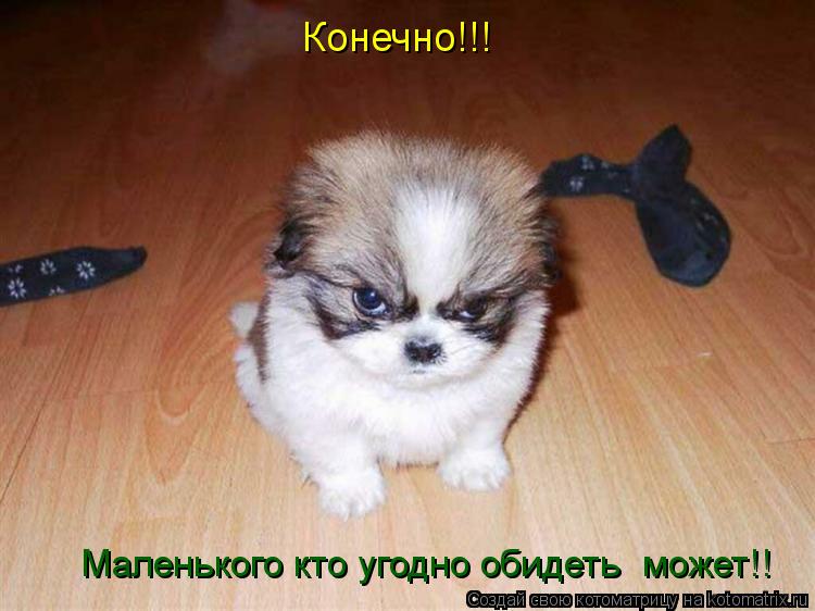 Котоматрица: Конечно!!! Маленького кто угодно обидеть  может!!