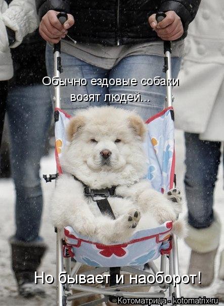 Обычно ездовые собаки возят людей... Но бывает и наоборот!... Котоматрица: Обычно ездовые собаки возят людей... Но бывает и наоборот!