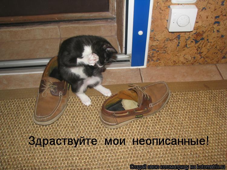 Котоматрица: Здраствуйте  мои  неописанные! Здраствуйте  мои  неописанные! Здраствуйте  мои  неописанные!