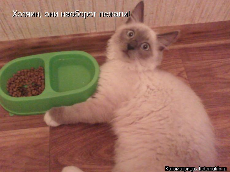 Котоматрица: Хозяин, они наоборот лежали!