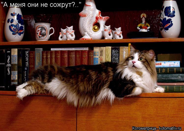 Котоматрица: "А меня они не сожрут?.."