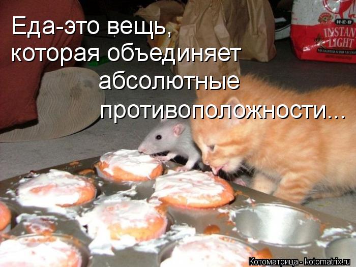 Котоматрица: Еда-это вещь, которая объединяет абсолютные противоположности...