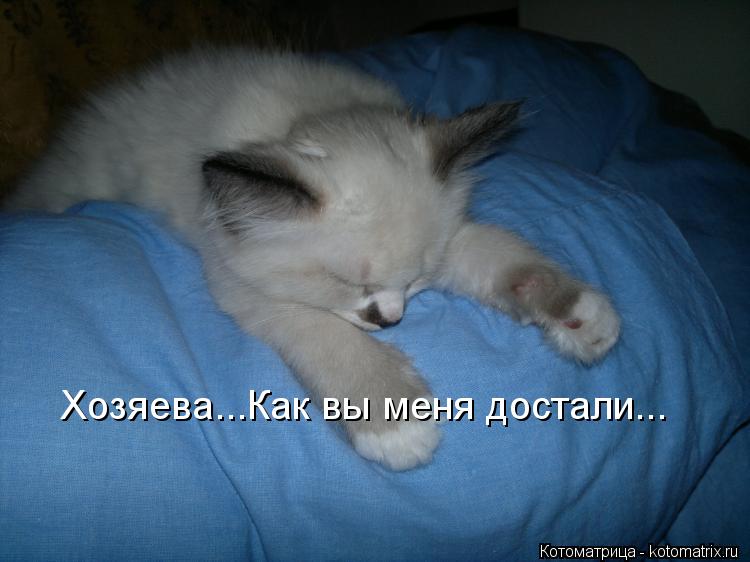 Котоматрица: Хозяева...Как вы меня достали...