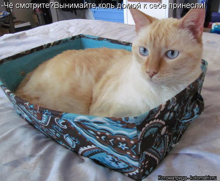Котоматрица: -Чё смотрите?Вынимайте,коль домой к себе принесли!