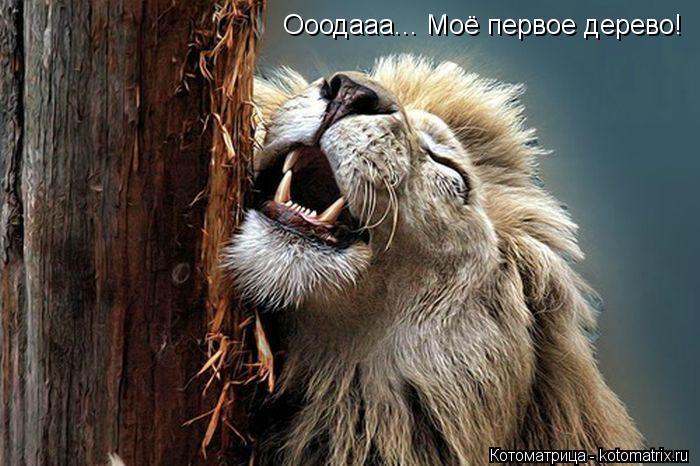 Котоматрица: Ооодааа... Моё первое дерево!