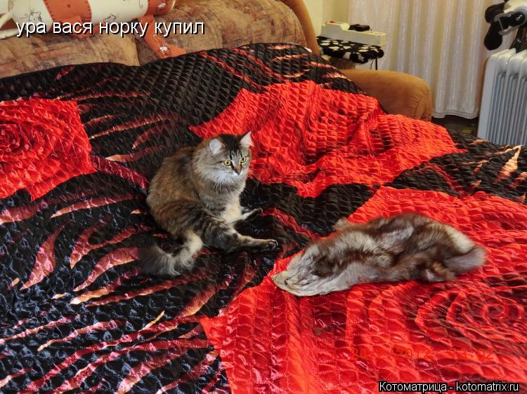 Котоматрица: ура вася норку купил