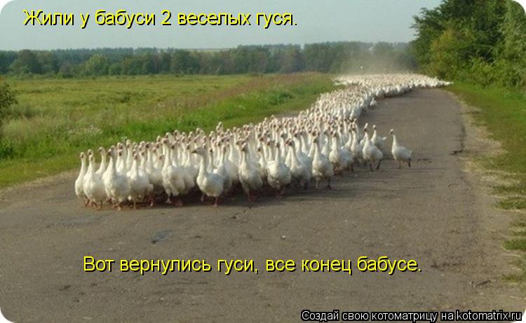 Котоматрица: Жили у бабуси 2 веселых гуся. Вот вернулись гуси, все конец бабусе.