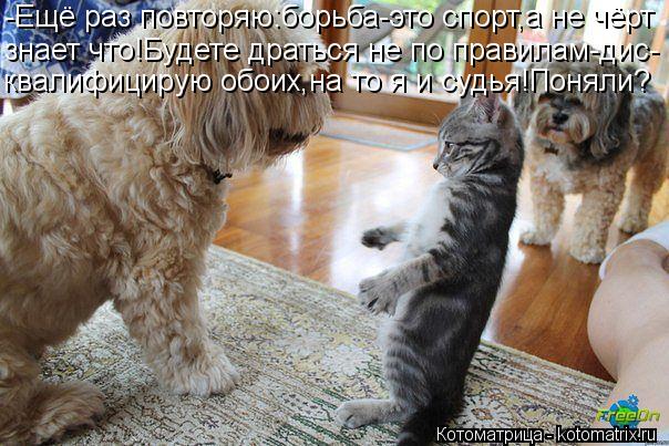 Котоматрица: -Ещё раз повторяю:борьба-это спорт,а не чёрт знает что!Будете драться не по правилам-дис- квалифицирую обоих,на то я и судья!Поняли?