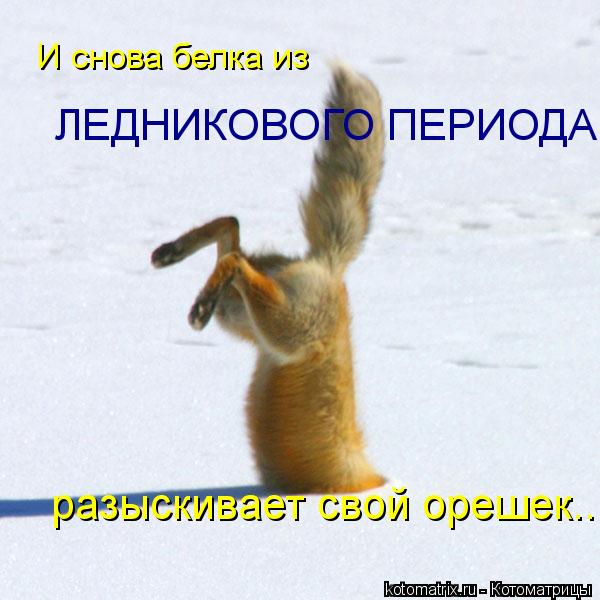И снова белка из ЛЕДНИКОВОГО ПЕРИОДА разыскивает свой орешек...... Котоматрица: И снова белка из ЛЕДНИКОВОГО ПЕРИОДА разыскивает свой орешек...