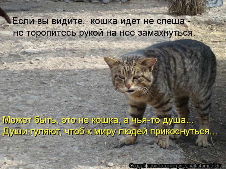 Котоматрица: Если вы видите,  кошка идет не спеша -  не торопитесь рукой на нее замахнуться. Может быть, это не кошка, а чья-то душа... Души гуляют, чтоб к мир