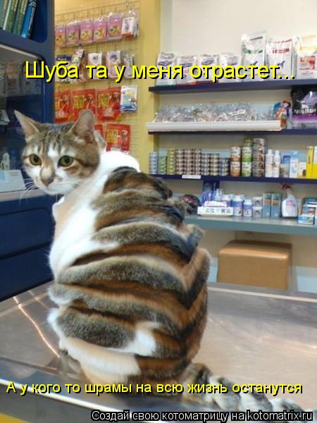 Шуба та у меня отрастет... А у кого то шрамы на всю жизнь останутся... Котоматрица: Шуба та у меня отрастет... А у кого то шрамы на всю жизнь останутся