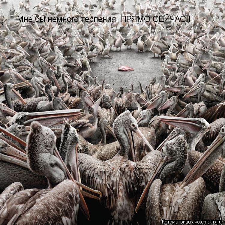 Котоматрица: Мне бы немного терпения. ПРЯМО СЕЙЧАС!!!