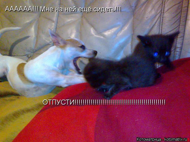 АААААА!!! Мне на ней ещё сидеть!!! ОТПУСТИ!!!!!!!!!!!!!!!!!!!!!!!!!!!!!!!!!!!!!!!!!!!!!... Котоматрица: АААААА!!! Мне на ней ещё сидеть!!! ОТПУСТИ!!!!!!!!!!!!!!!!!!!!!!!!!!!!!!!!!!!!!!!!!!!!!