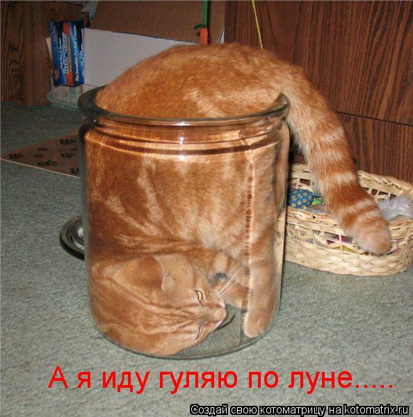 Котоматрица: А я иду гуляю по луне.....