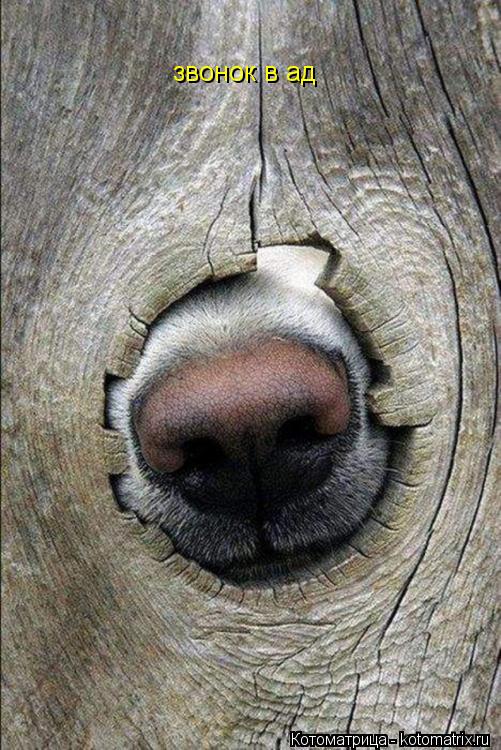 Котоматрица: звонок в ад