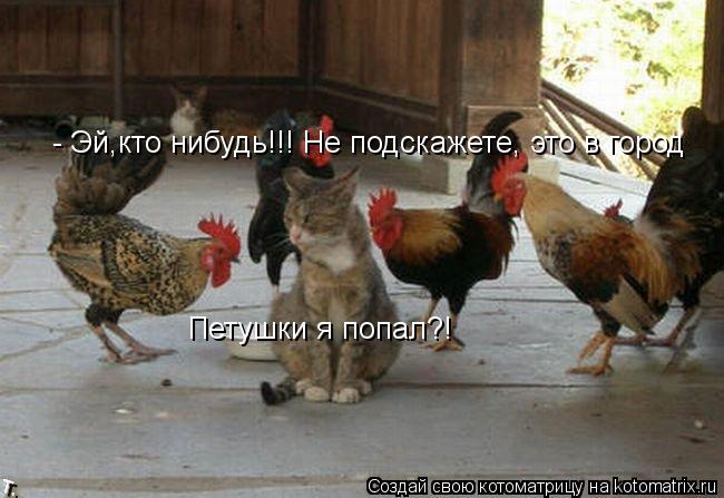 Котоматрица: - Эй,кто нибудь!!! Не подскажете, это в город Петушки я попал?!