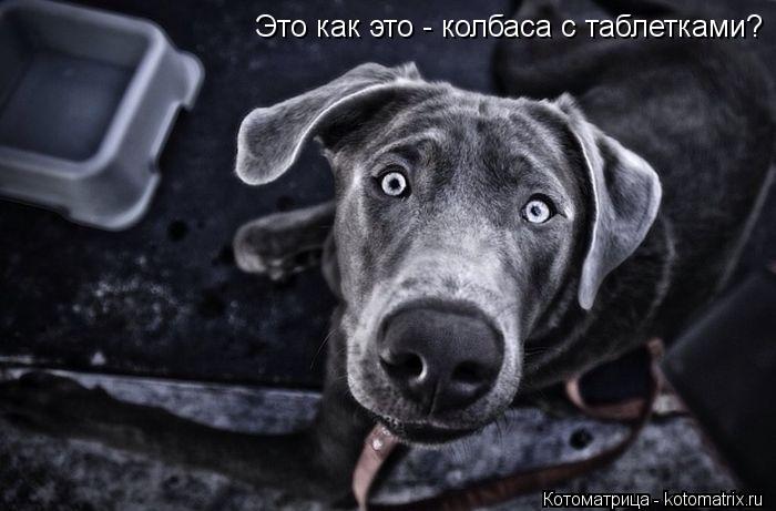 Котоматрица: Это как это - колбаса с таблетками?