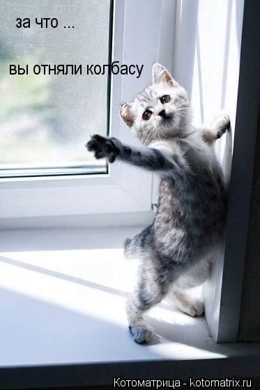 за что ... вы отняли колбасу... Котоматрица: за что ... вы отняли колбасу