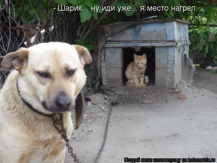 - Шарик... ну иди уже... я место нагрел...... Котоматрица: - Шарик... ну иди уже... я место нагрел...