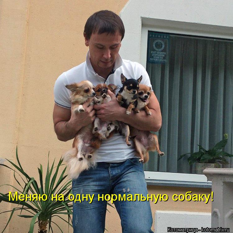 Меняю на одну нормальную собаку!... Котоматрица: Меняю на одну нормальную собаку!
