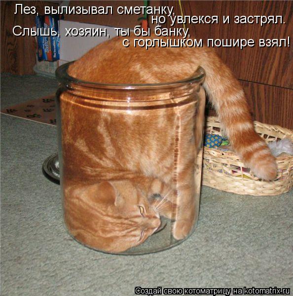 Лез, вылизывал сметанку, но увлекся и застрял. Слышь, хозяин, ты бы банку, с горлышком пошире взял!... Котоматрица: Лез, вылизывал сметанку, но увлекся и застрял. Слышь, хозяин, ты бы банку, с горлышком пошире взял!