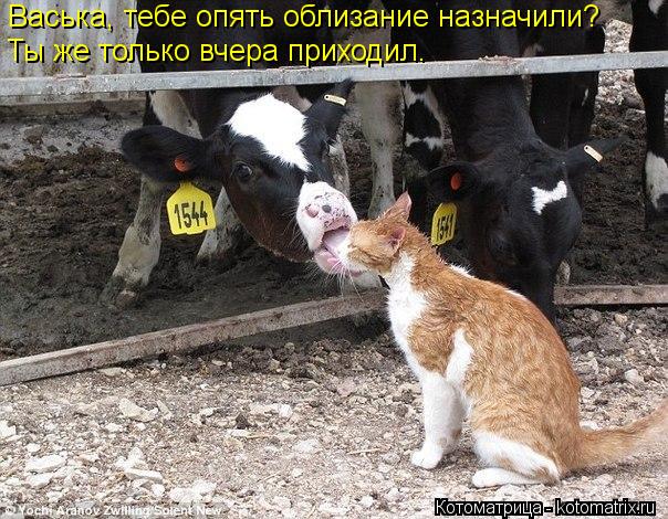Васька, тебе опять облизание назначили? Ты же только вчера приходил.... Котоматрица: Васька, тебе опять облизание назначили? Ты же только вчера приходил.
