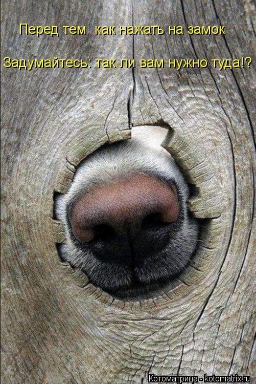 Котоматрица: Перед тем  как нажать на замок Задумайтесь: так ли вам нужно туда!?