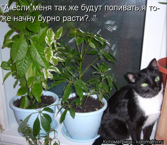 Котоматрица: "А если меня так же будут поливать,я то- же начну бурно расти?.."