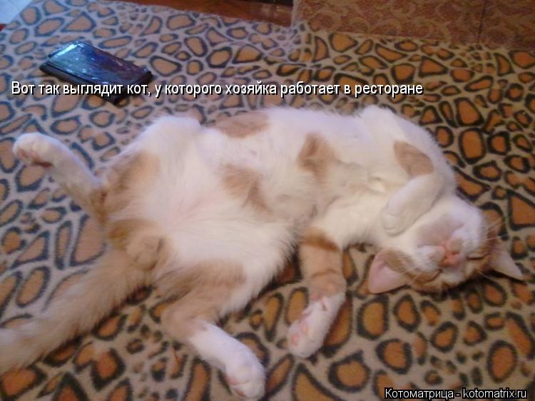 Котоматрица: Вот так выглядит кот, у которого хозяйка работает в ресторане
