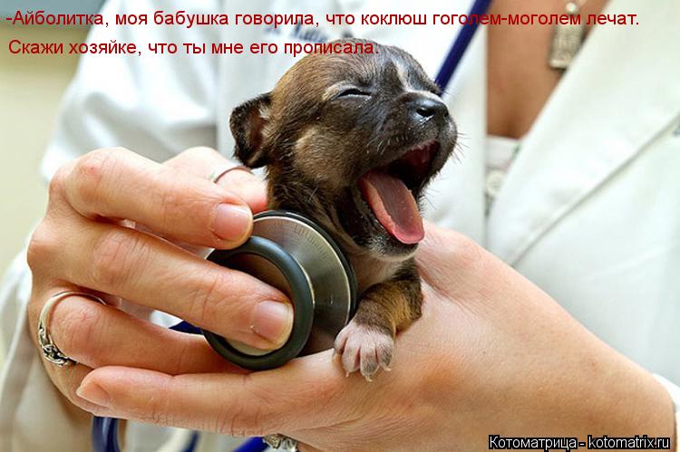 -Айболитка, моя бабушка говорила, что коклюш гоголем-моголем лечат. Скажи хозяйке, что ты мне его про... Котоматрица: -Айболитка, моя бабушка говорила, что коклюш гоголем-моголем лечат. Скажи хозяйке, что ты мне его прописала.