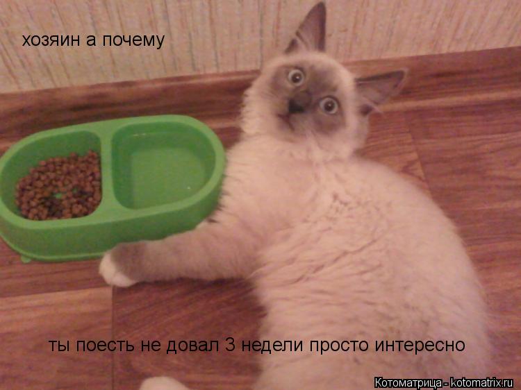 хозяин а почему ты поесть не довал 3 недели просто интересно... Котоматрица: хозяин а почему ты поесть не довал 3 недели просто интересно