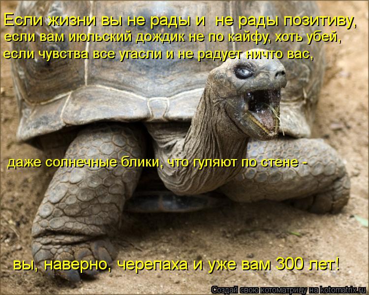 Котоматрица: Если жизни вы не рады и  не рады позитиву,  если вам июльский дождик не по кайфу, хоть убей, вы, наверно, черепаха и уже вам 300 лет! если чувства 