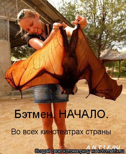 Котоматрица: Бэтмен. НАЧАЛО.  Во всех кинотеатрах страны