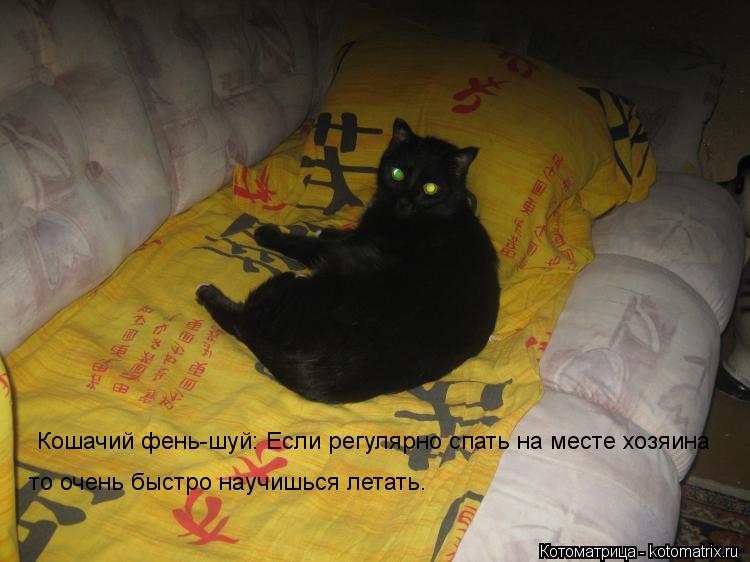 Котоматрица: Кошачий фень-шуй: Если регулярно спать на месте хозяина то очень быстро научишься летать.
