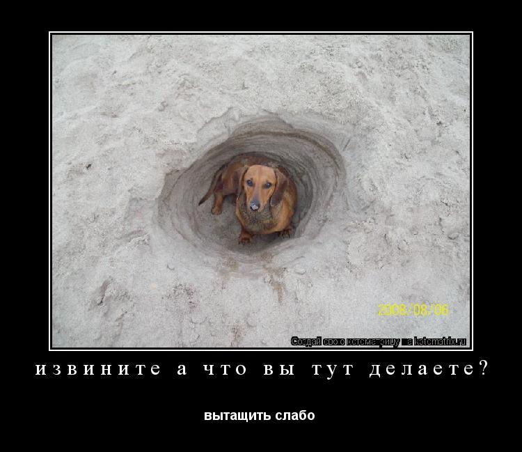 Котоматрица: извините а что вы тут делаете? вытащить слабо 