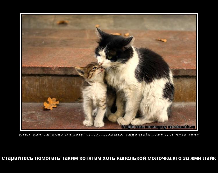 Котоматрица: мама мне бы молочка хоть чуток..понимаю сыночек!я тожечуть чуть хочу старайтесь помогать таким котятам хоть капелькой молочка.кто за жми ла