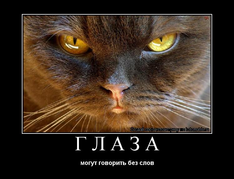 Котоматрица: ГЛАЗА могут говорить без слов