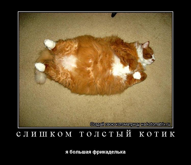Котоматрица: слишком толстый котик я большая фрикаделька