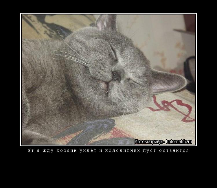 Котоматрица: эт я жду хозяин уидет и холодилник пуст останится 