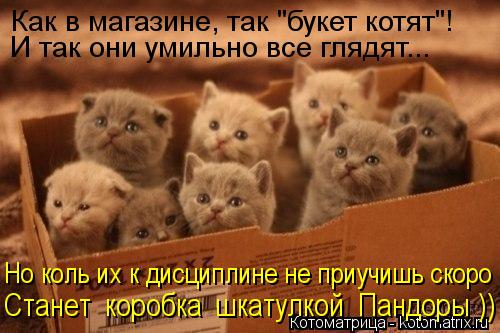 Котоматрица: Как в магазине, так "букет котят"!  И так они умильно все глядят...  Но коль их к дисциплине не приучишь скоро Станет  коробка  шкатулкой  Пандор