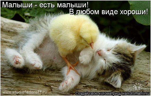 Котоматрица: Малыши - есть малыши! В любом виде хороши!