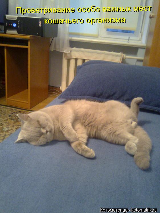 Котоматрица: Проветривание особо важных мест  кошачьего организма