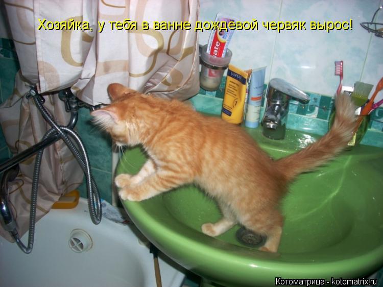 Котоматрица: Хозяйка, у тебя в ванне дождевой червяк вырос!