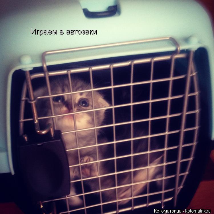 Котоматрица: Играем в автозаки